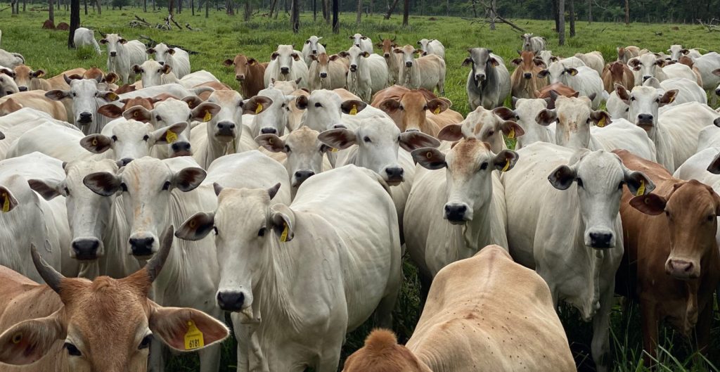 npressfetimg 331 png